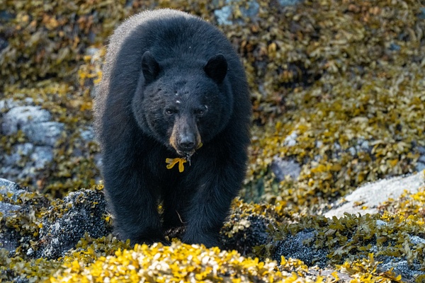 SA204274.jpg - 2023-06 Nanook Lodge - David Pitts Photographer