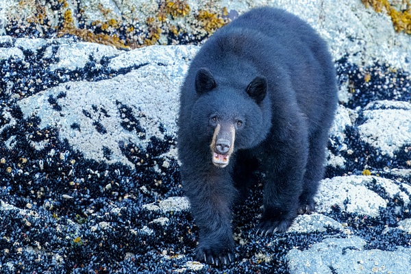 A1208173.jpg - 2024-06 Nanook Lodge - David Pitts Photographer