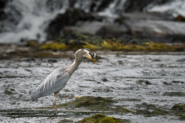$$$/CRaw/Filter/Title/Denoise=Denoise - 2026-07 Alaska - David Pitts Photographer