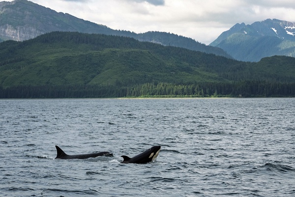 M2A02365.jpg - 2026-07 Alaska - David Pitts Photographer