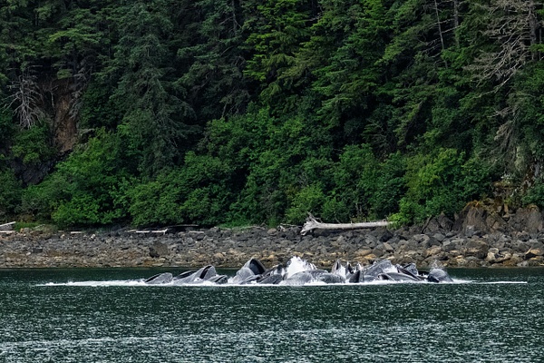 M2A03744.jpg - 2026-07 Alaska - David Pitts Photographer