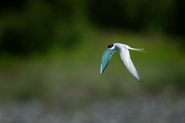 $$$/CRaw/Filter/Title/Denoise=Denoise - 2026-07 Alaska - David Pitts Photographer