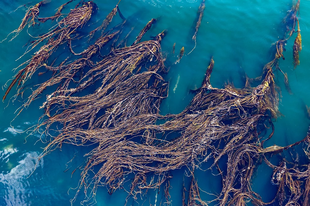 DJI_20260722103752_0123_D-HDR.jpg