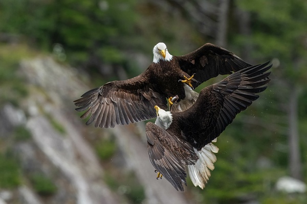 A1205694-Edit-Edit.jpg - 2026-2024-2023 Nanook Superset - David Pitts Photographer