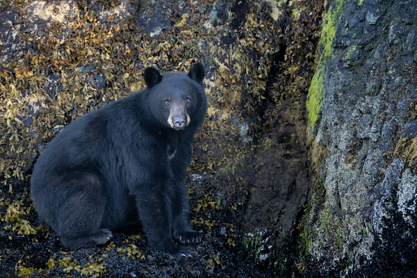 $$$/CRaw/Filter/Title/Denoise=Denoise - 2026-2024-2023 Nanook Superset - David Pitts Photographer