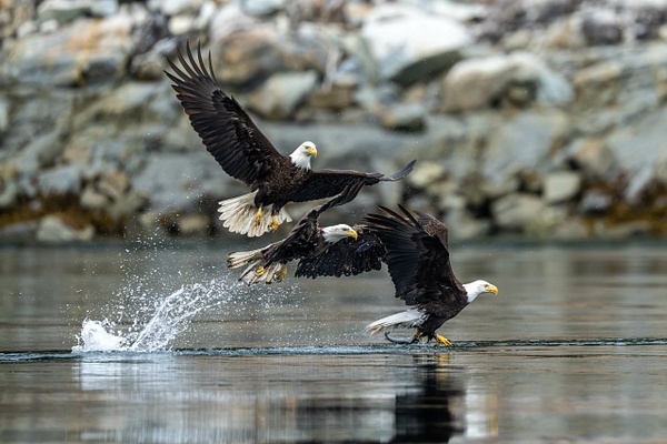 $$$/CRaw/Filter/Title/Denoise=Denoise - 2026-2024-2023 Nanook Superset - David Pitts Photographer
