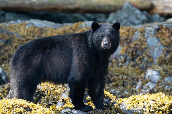 SA204896-Enhanced-NR.jpg - 2026-2024-2023 Nanook Superset - David Pitts Photographer