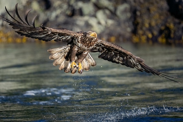 A7R01189-Edit.jpg - 2026-2024-2023 Nanook Superset - David Pitts Photographer