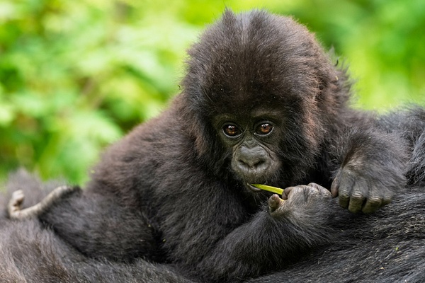 Baby Gorilla - 2026-08 Rwanda - David Pitts Photographer