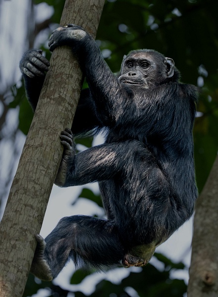 Chimpanzee - 2026-08 Rwanda - David Pitts Photographer