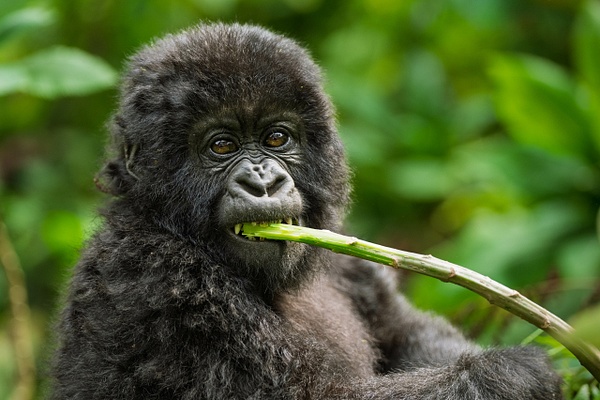 Gorilla Juvenile - 2026-08 Rwanda - David Pitts Photographer