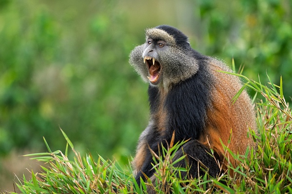 Golden Monkey Howl - 2026-08 Rwanda - David Pitts Photographer