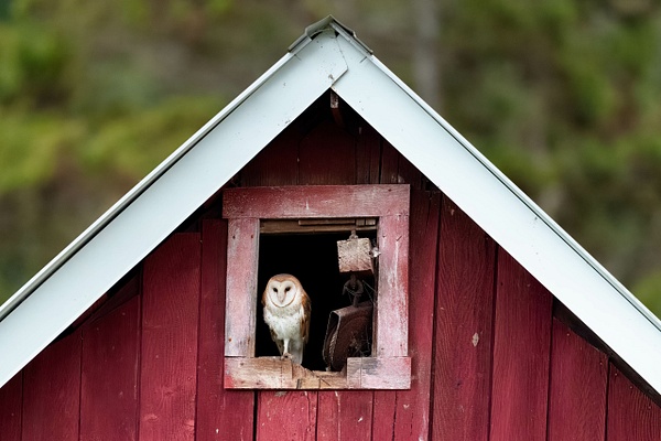 Barn Owl - 2026-03 Herons and Owls - Seattle - David Pitts Photographer