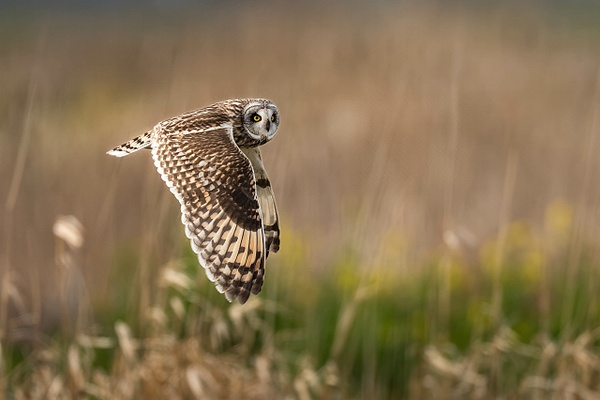 Short-eared Owl - 2026-03 Herons and Owls - Seattle - David Pitts Photographer