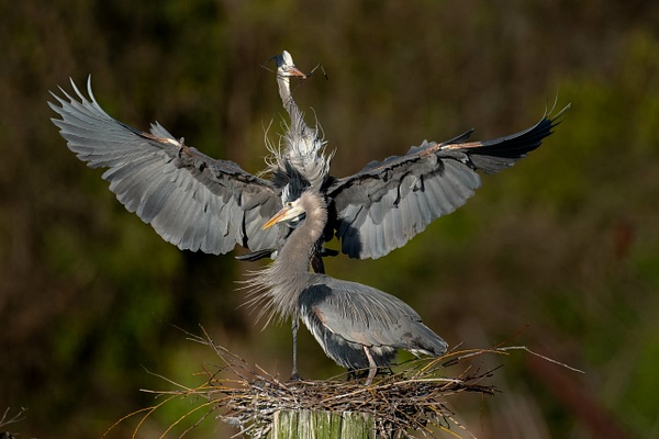 Great Blue Herons - 2026-03 Herons and Owls - Seattle - David Pitts Photographer