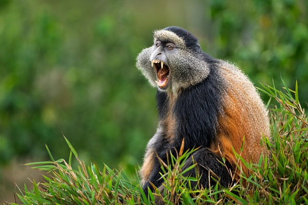 Golden Monkey Howl - 2026-08 Rwanda - David Pitts Photographer