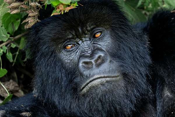 Female Mountain Gorilla - 2026-08 Rwanda - David Pitts Photographer