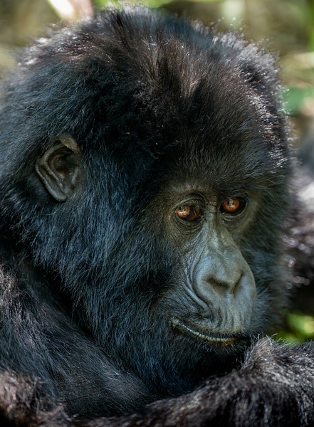 Gorilla Juvenile - 2026-08 Rwanda - David Pitts Photographer