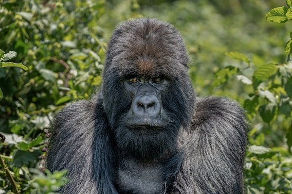 Silverback Mountain Gorilla - 2026-08 Rwanda - David Pitts Photographer