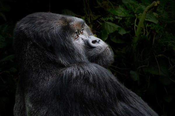 Silverback Lisanga - 2026-08 Rwanda - David Pitts Photographer