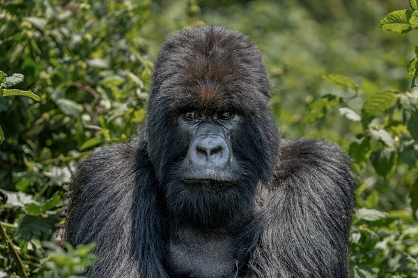 Silverback Mountain Gorilla - 2026-08 Rwanda - David Pitts Photographer