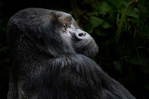 Silverback Lisanga - 2026-08 Rwanda - David Pitts Photographer