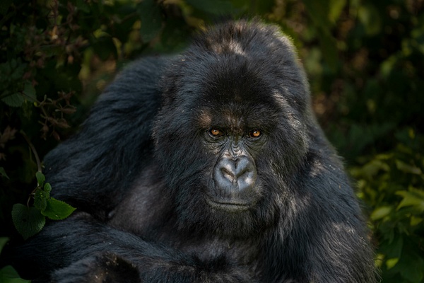 Eye Contact - 2026-08 Rwanda - David Pitts Photographer