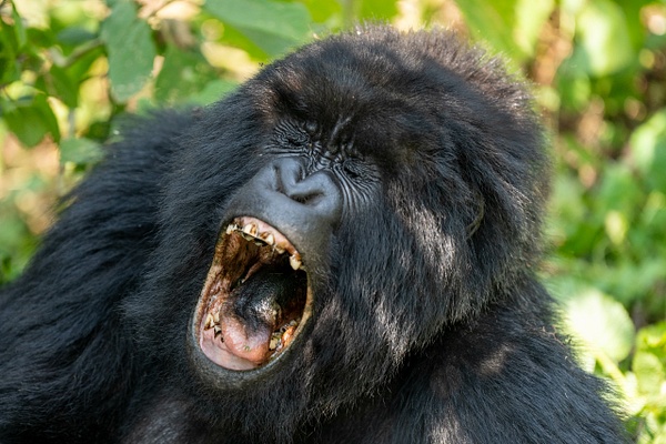 Female Mountain Gorilla - 2026-08 Rwanda - David Pitts Photographer