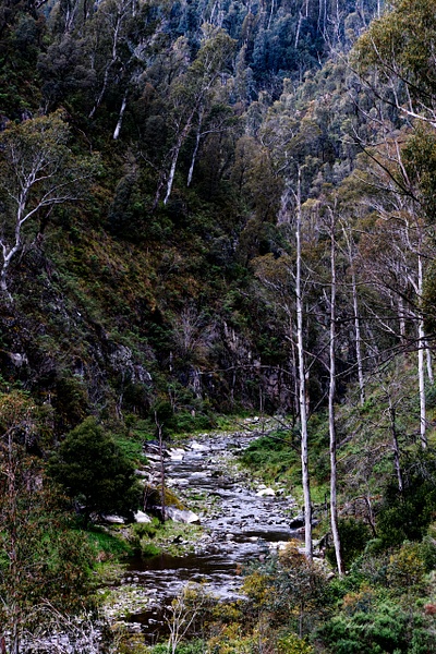 Along Elliot Way river  stream track  27 Oct 2025-2 - New South Wales - Rod Walker Photography