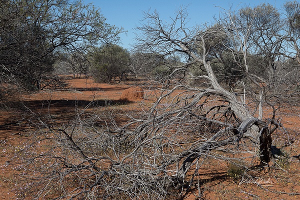 WA harsh land 1 (1 of 1) - Western Australia - Rod Walker Photography
