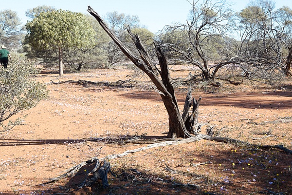WA harsh land 3 (1 of 1) - Western Australia - Rod Walker Photography