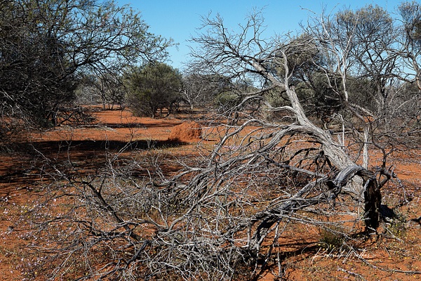 WA harsh land 4 (1 of 1) - Western Australia - Rod Walker Photography