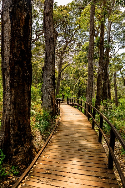 WA tall Timber country 1. 6-12-19 (1 of 1) - Western Australia - Rod Walker Photography