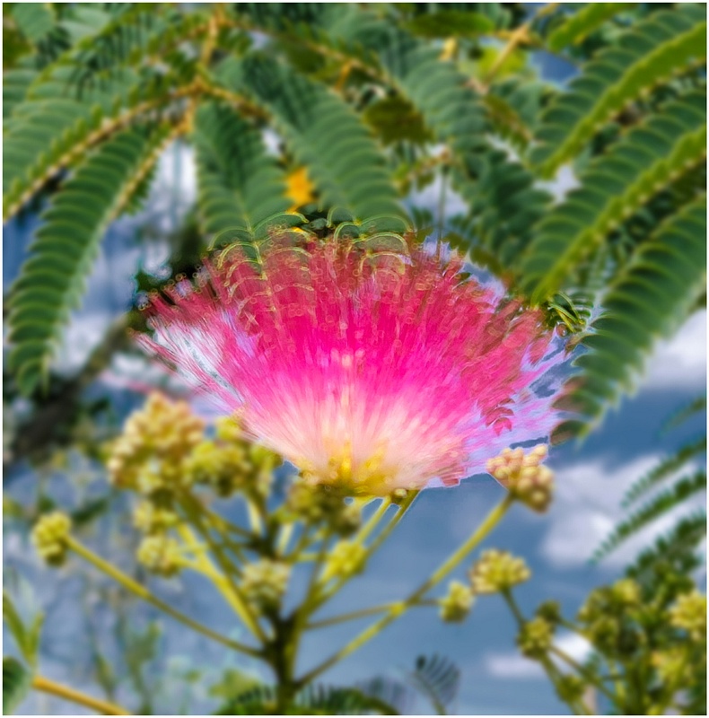 Albizia Flower