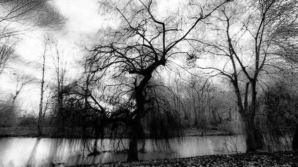 Weeping willows by DanGPhotos