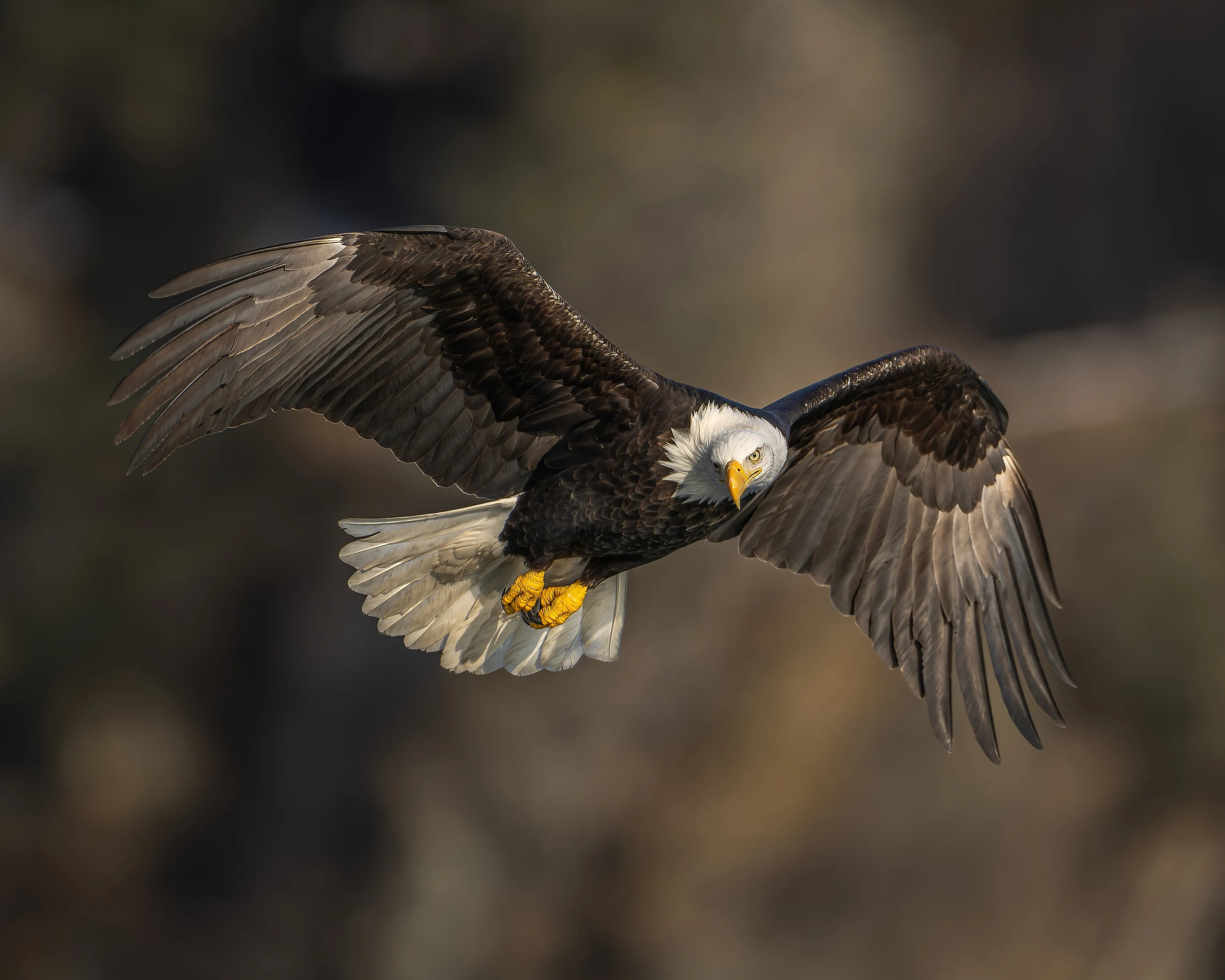 Eagle Eye - Bald Eagle