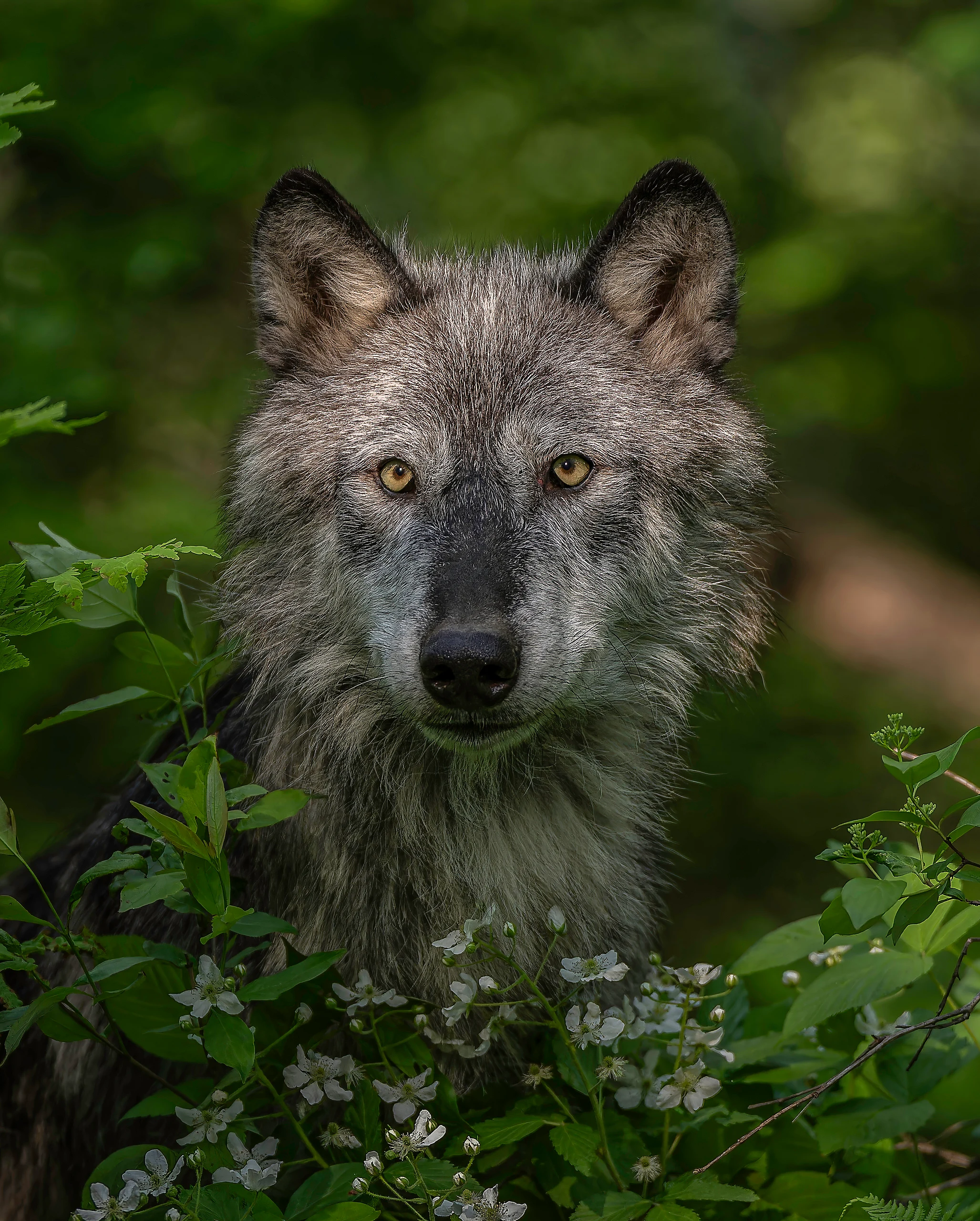 Black Wolf Portrait