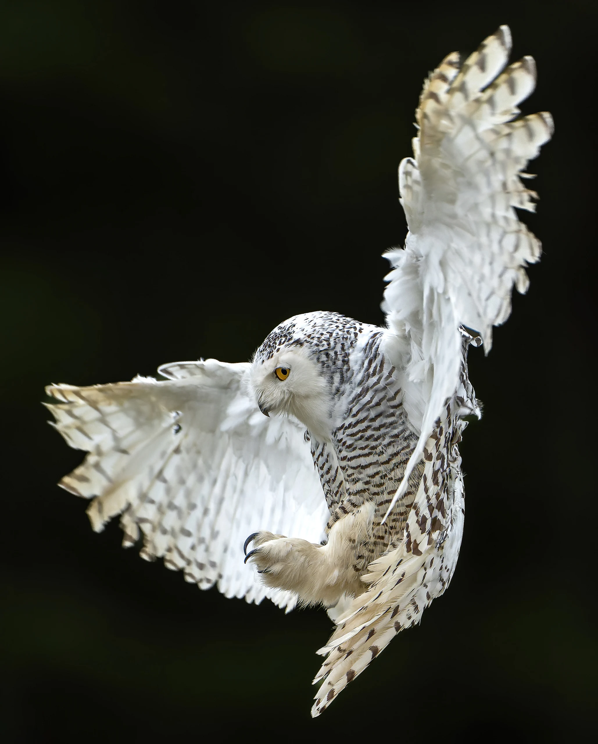 Snowy Owl Flair