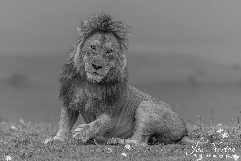 Lion King 4