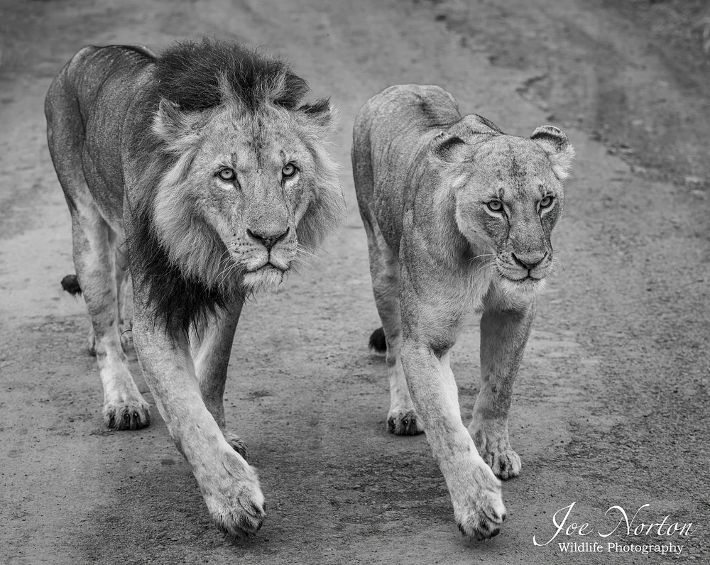 Lion Road Two