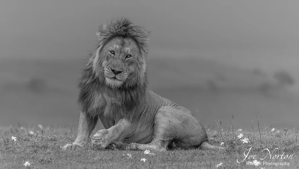 Z Lion King 7 9x16 WWM BW-DeN