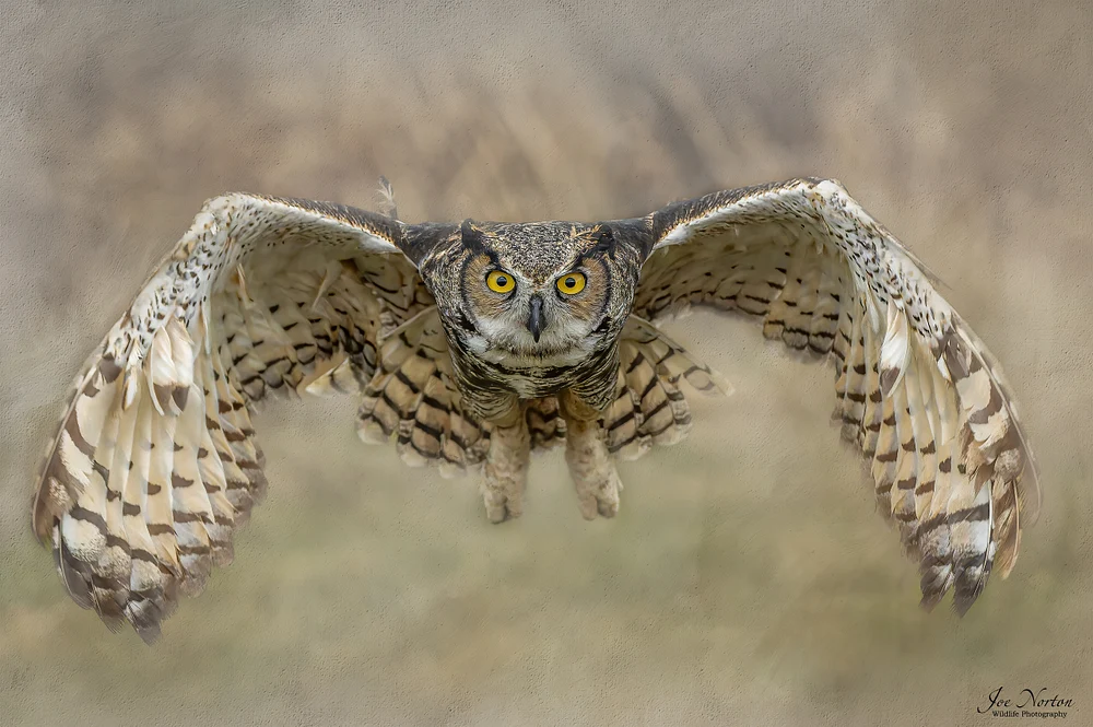 Great Horned Owl 01-DeN
