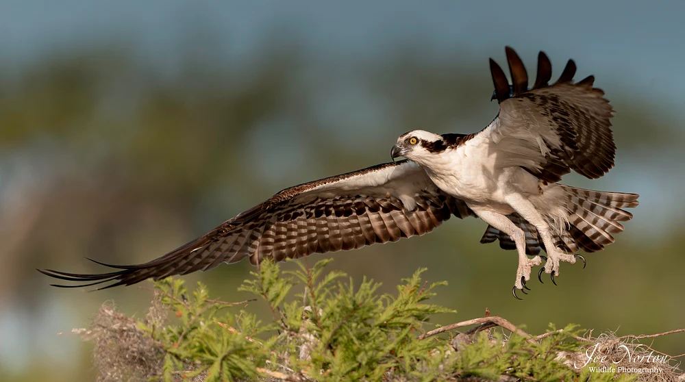 Osprey 20