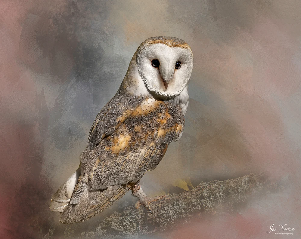 Barn Owl