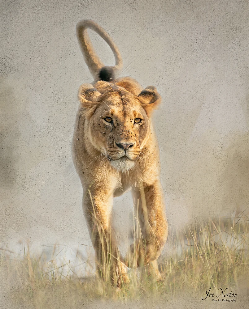 Lioness on Hill