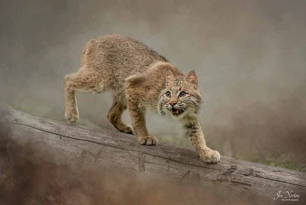 Bobcat