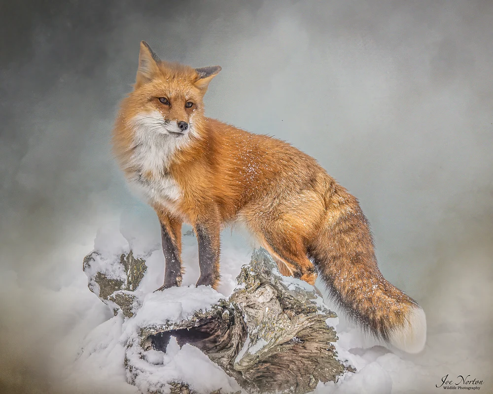 Red Fox Winter