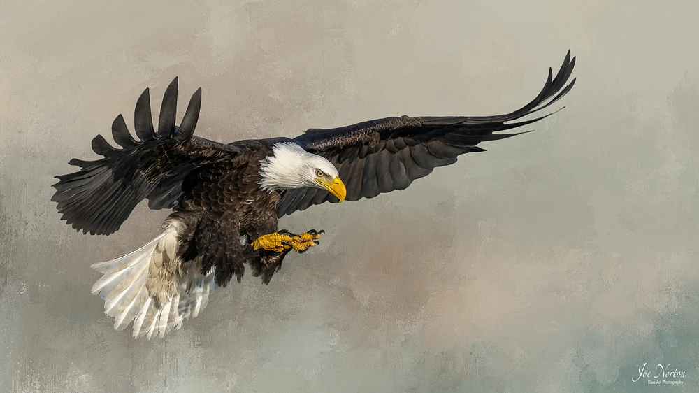 Bald Eagle