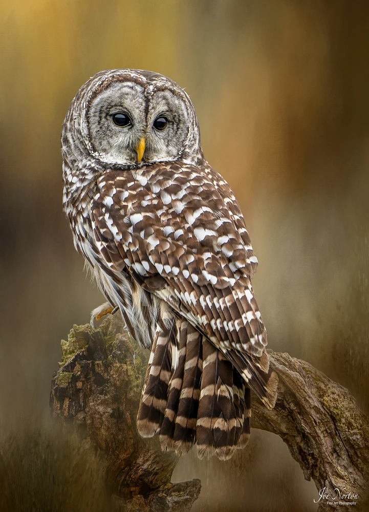 Barred Owl