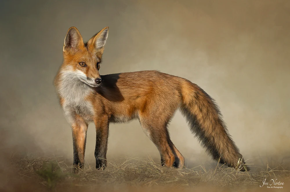 Red Fox